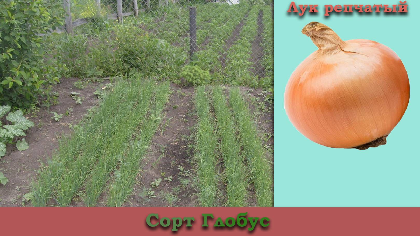 Сорт репчатого лука Глобус - Лучшее зимнее хранение