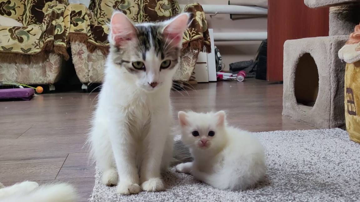 Мама-кошка и её котята. Счастливая кошачья семья. Часть 2 смотреть онлайн