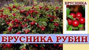 БРУСНИКА РУБИН - МОРОЗОСТОЙКИЙ УРОЖАЙНЫЙ СОРТ