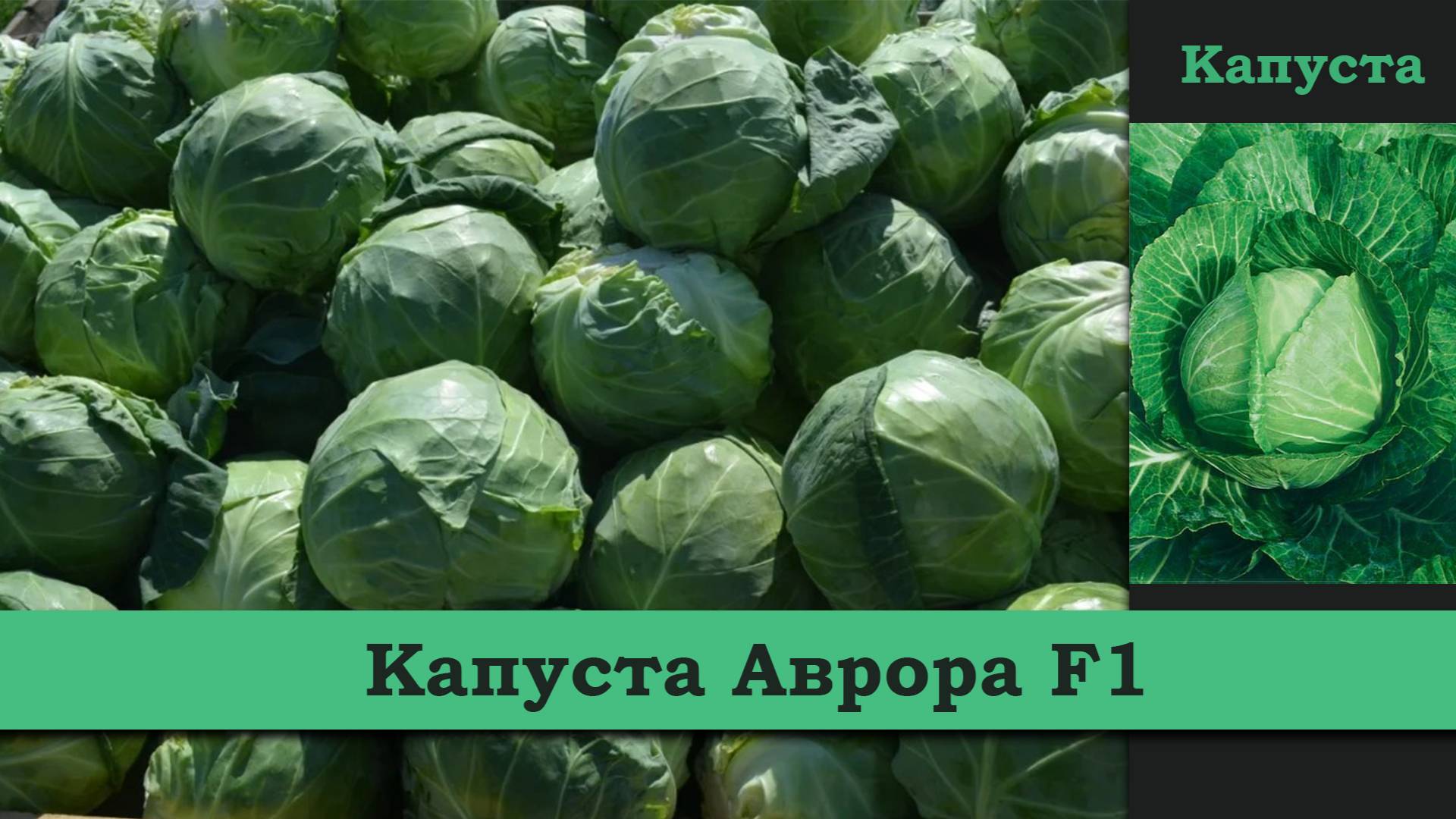 Капуста Аврора F1 - Ультроскороспелый гибрид