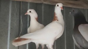 31.07.2025г Обзор Голубей у Отца на Кубани!!!