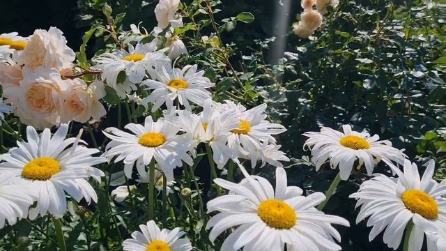 Жара!🌞Обзор цветов на 30.07.25г.🌹Роза Ля Роз де Молинар.🌹Ленобласть. смотреть онлайн