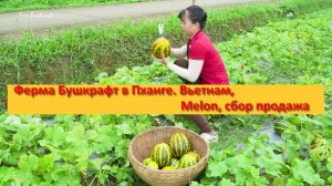 Ферма Бушкрафт в Пханге. Вьетнам ,Melon, сбор продажа