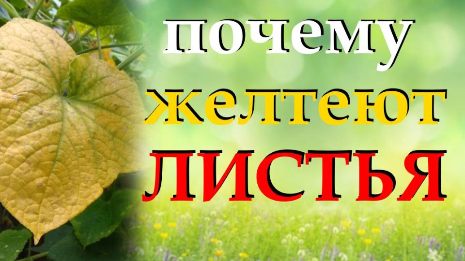Беру одну ложку и размешиваю на ведро, когда у огурцов желтеют листья смотреть онлайн