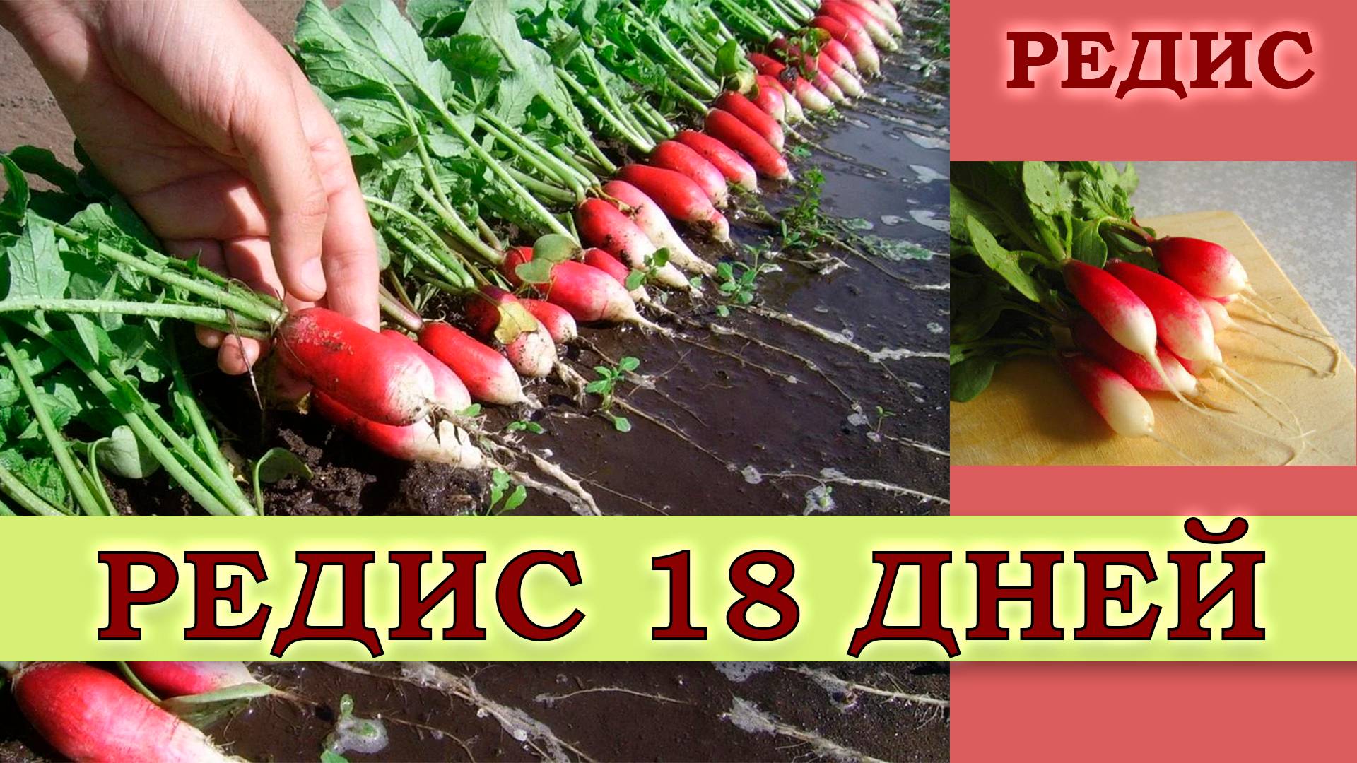 РЕДИС 18 ДНЕЙ - УЛЬТРАСКОРОСПЕЛЫЙ СОЧНЫЙ СОРТ С ОТЛИЧНЫМИ ВКУСОВЫМИ ХАРАКТЕРИСТИКАМИ