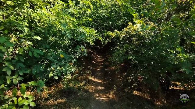 Тени деревьев и бутылки в кустах- как мы разрушаем казенный парк смотреть онлайн