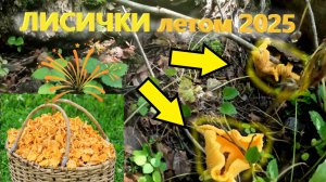 ЛИСИЧКИ летом 2025 в лесу на юге Подмосковья!!! Сбор ЛИСИЧЕК в Подмосковье сезон 2025!