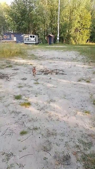 Риччи 🐕 самая красивая собака 🐕🦺 смотреть онлайн