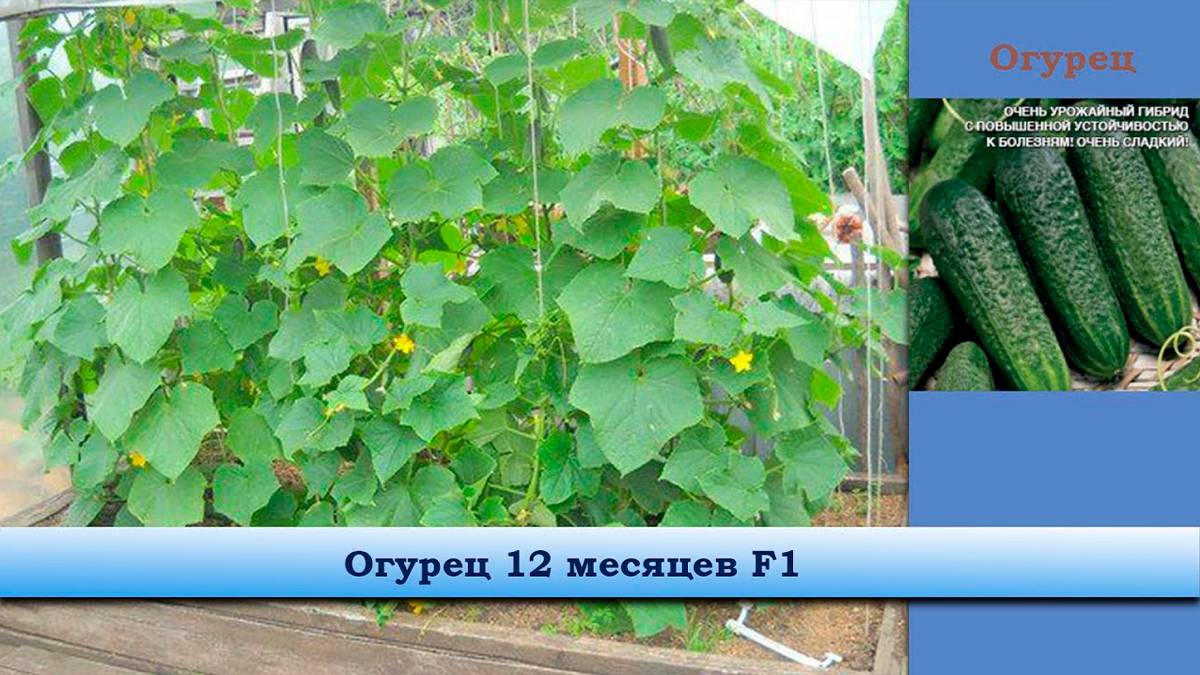 Огурец 12 месяцев F1 - Раннеспелый для открытого грунта