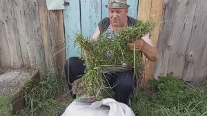 СТОИТ ЖАРА, ЗАПАСАЕМСЯ ТРАВАМИ, СОБРАЛИ ОГУРЦЫ, ВЕЧЕРНИЕ ПОСИДЕЛКИ