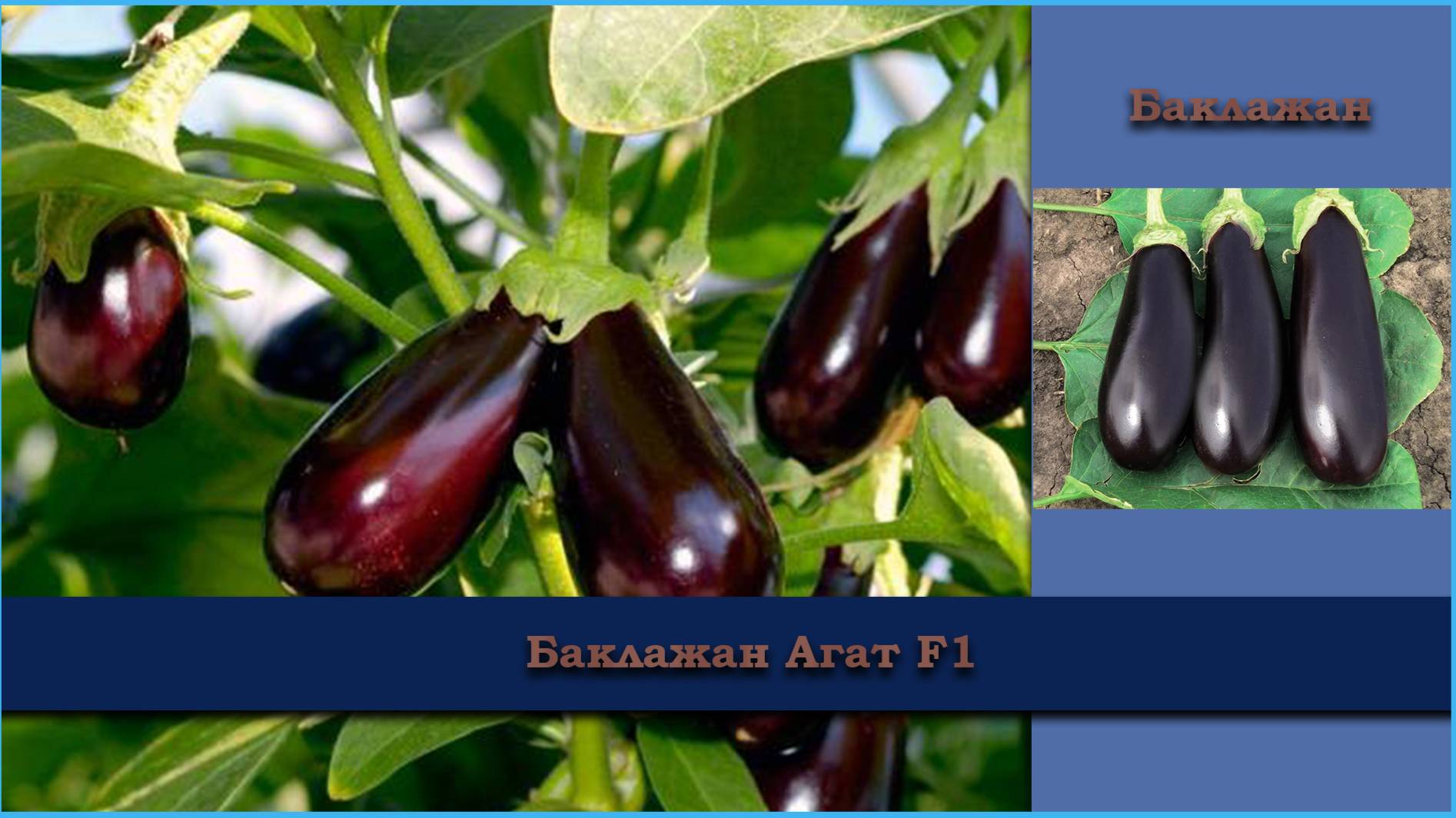 Неприхотливый баклажан Агат F1 раннеспелый без горечи