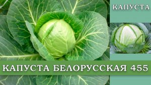 КАПУСТА БЕЛОРУССКАЯ 455  - СРЕДНЕСПЕЛЫЙ ПОПУЛЯРНЫЙ ЛУЧШИЙ ДЛЯ ХРАНЕНИЯ И КВАШЕНИЯ СОРТ