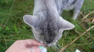 24 ЧАСА В ЛОДКЕ НА ОЗЕРЕ БРЕЙНРОТ С КОТОМ И СОБАКОЙ | ВСЕ ИТАЛЬЯНСКИЕ МЕМЫ