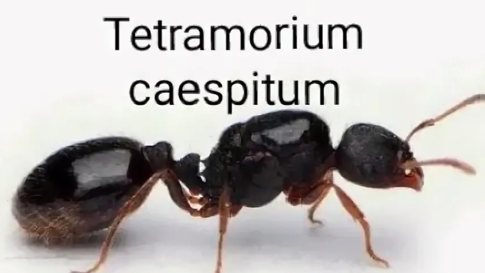 тетры с нуля