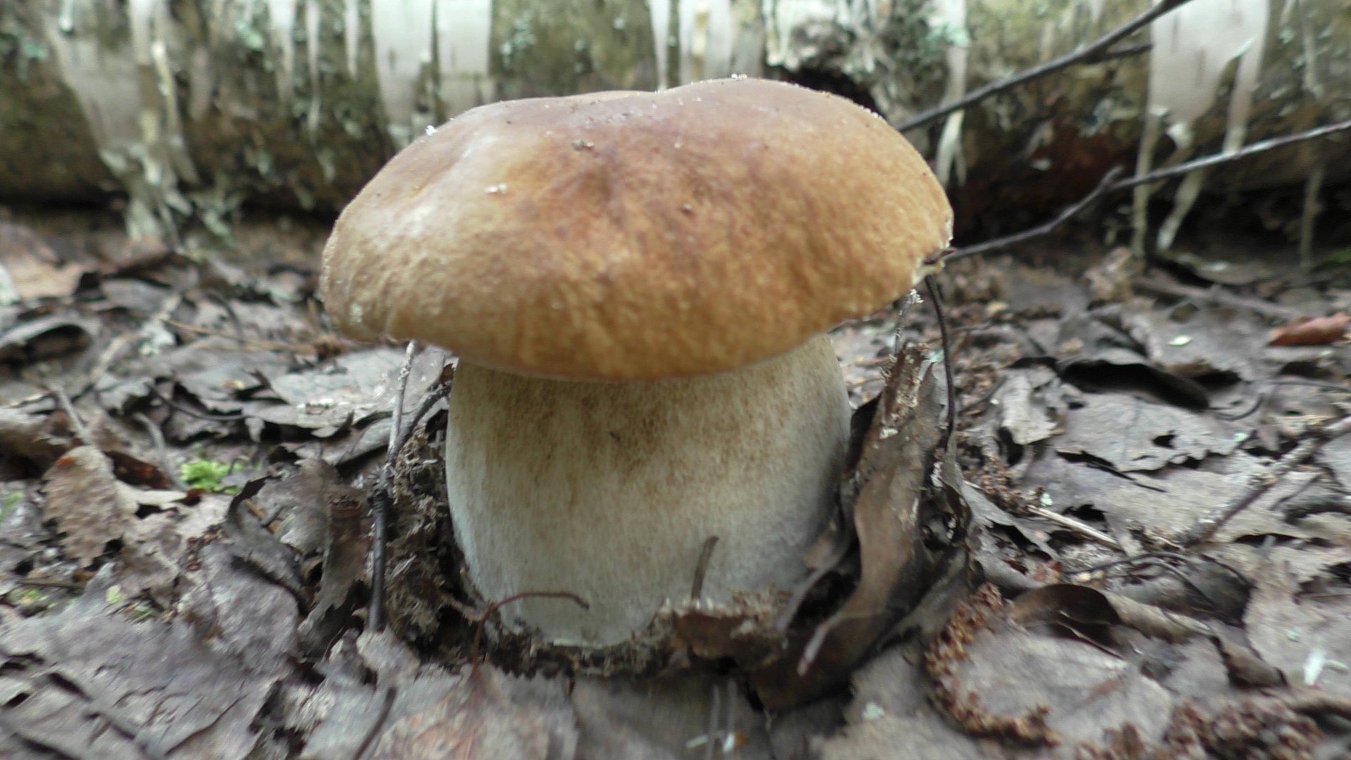 ГЛАЗА НЕ ВЕРИЛИ! Везде белые грибы! Белые грибы полянами! смотреть онлайн