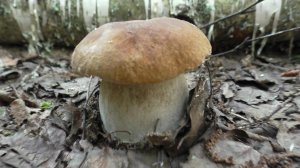 ГЛАЗА НЕ ВЕРИЛИ! Везде белые грибы! Белые грибы полянами!