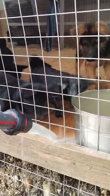 Пуговка и вода