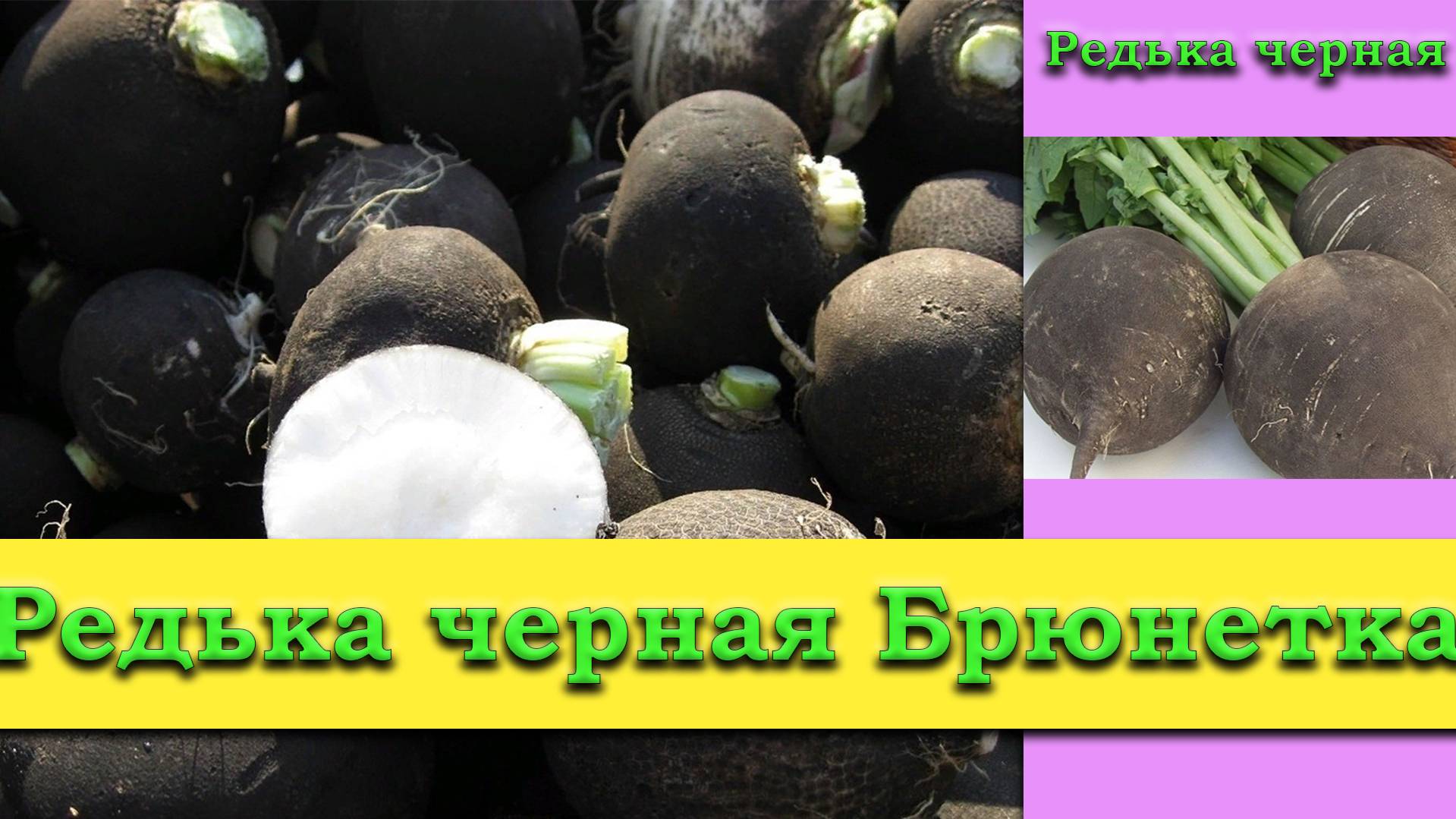 Редька черная Брюнетка - лучшее средство от простуды