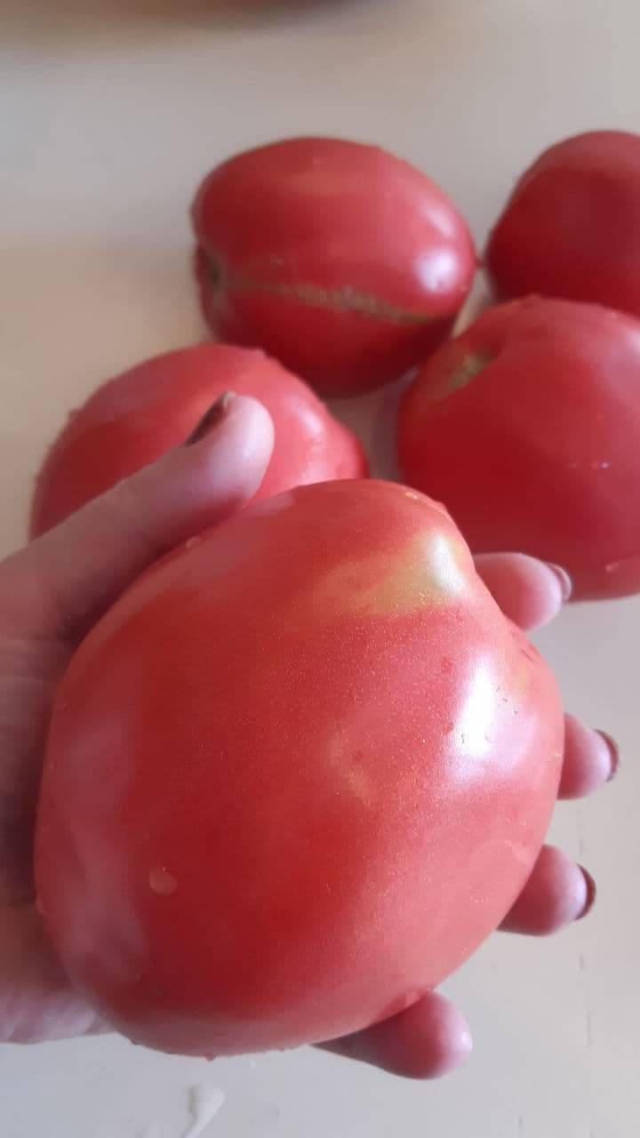 ТОМАТ АСТАНА 6 - ОБЗОР СОРТА смотреть онлайн