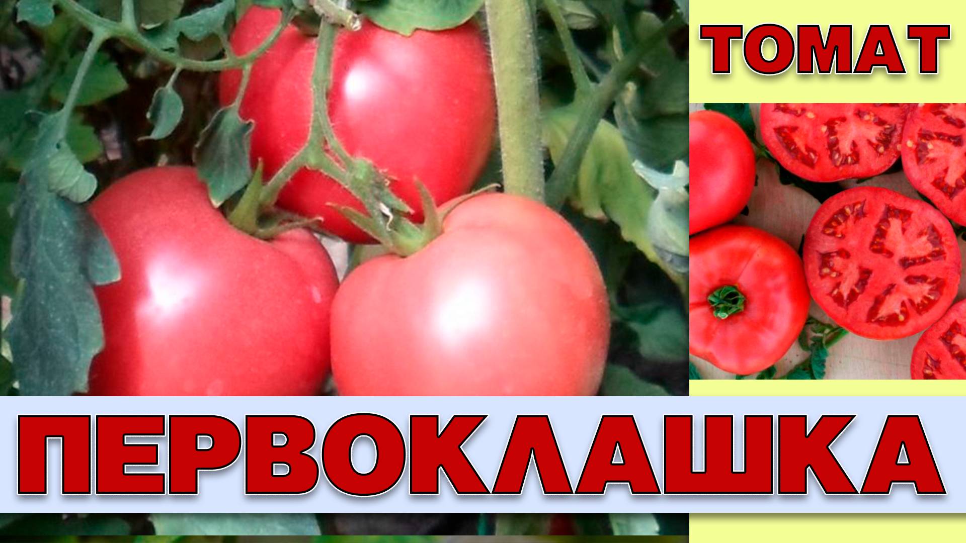 ТОМАТ ПЕРВОКЛАШКА - РАННЕСПЕЛЫЙ РОЗОВЫЙ ВКУСНЫЙ СОРТ. НЕПЛОХАЯ УРОЖАЙНОСТЬ НО ЕСТЬ МИНУСЫ