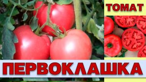 ТОМАТ ПЕРВОКЛАШКА - РАННЕСПЕЛЫЙ РОЗОВЫЙ ВКУСНЫЙ СОРТ. НЕПЛОХАЯ УРОЖАЙНОСТЬ НО ЕСТЬ МИНУСЫ