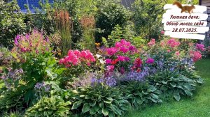 Уютная дача: Обзор моего сада 28.07.2025.