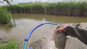 Разведал_дикий_канал_с_крупной_рыбой_Рыбалка_на_маховую_удочку_