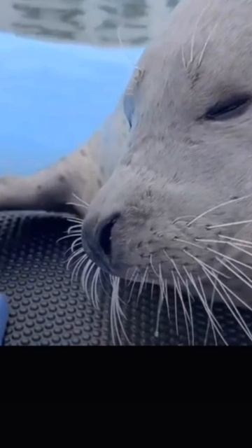 тюлень🦭🦭🦭🦭🦭🦭🦭🦭🦭🦭🦭🦭🦭♡♡♡♡♡♡♡