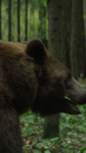 Грязевые ванны с медведем 🐻
