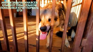 ВОЛК В ЯРОСТИ !!! Течная волчица, меняет поведение Волка !!! Охота Волка на котенка ! Оскал волка