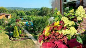 Жара. Утренняя прогулка по саду. Как помогаем растениям выжить.