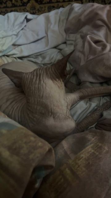 Сфинкс Лео спит только в большой корзинке из одеяла #сфинкслео #котики смотреть онлайн