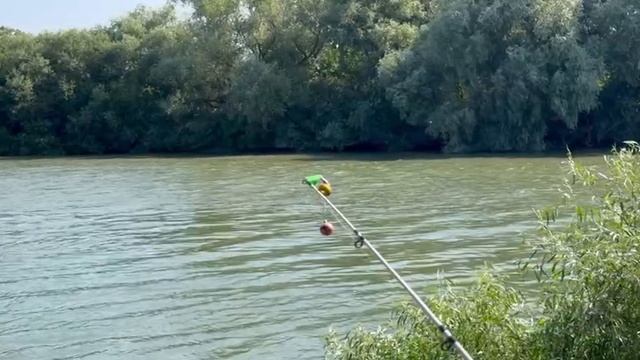 На рыбалку за сазаном. Кубань. смотреть онлайн