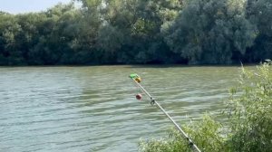 На рыбалку за сазаном. Кубань.