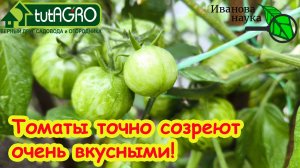 ПОЧЕМУ У ОДНИХ ТОМАТЫ СОЧНЫЕ и СЛАДКИЕ, А У ДРУГИХ - КАК РЕПА, с белыми прожилками и вата.