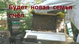 Отводок от роя через два месяца