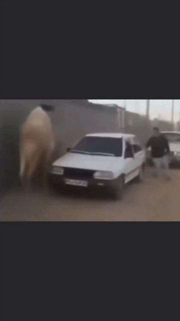 Не зли верблюда смотреть онлайн