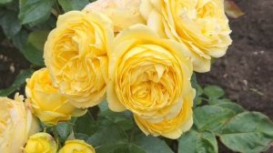 Наслаждаемся летними яркими красками