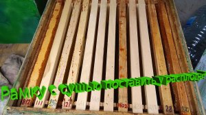 🔍 "Рамку с сушью рядом с расплодом? Разбор ошибок пчеловодов!"