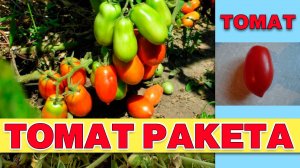 ТОМАТ РАКЕТА - БОЛЕЕ 50 ЛЕТ НА РЫНКЕ КОМПАКТНЫЙ ВКУСНЫЙ СОРТ