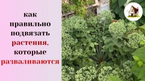 Подвязка очитка, пиона и тех цветов, которые разваливаются.