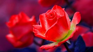 🌷 ДО СЛЕЗ НЕВЕРОЯТНО КРАСИВАЯ МУЗЫКА ДЛЯ ДУШИ 🎵 МЕДИТАТИВНАЯ МУЗЫКА ДЛЯ СНА И ЗАНЯТИЙ ЙОГОЙ