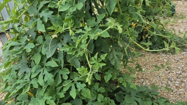 Поздравили сестру с 67 летием/ брат подогнал огурцы/ смотреть онлайн