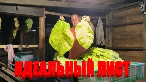 Основную УБОРКУ ТАБАКА начали. Табачный дом почти заполнился. Наша ЖИЗНЬ В ДЕРЕВНЕ