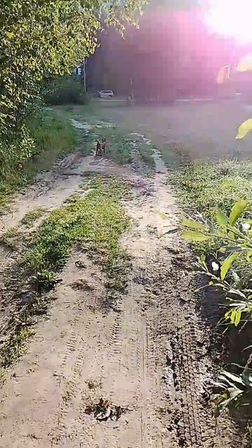 Самая сладкая булочка 🐕 смотреть онлайн
