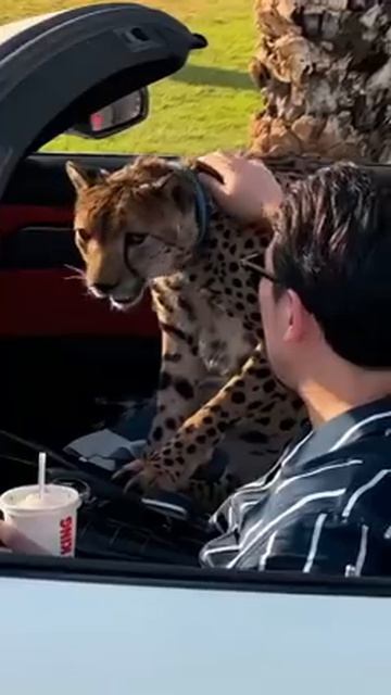 Разреши себе ВСЁ! Anar Dreams