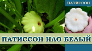 ПАТИССОН НЛО БЕЛЫЙ  - РАННЕСПЕЛЫЙ ВЫСОКОУРОЖАЙНЫЙ ХЛАДОСТОЙКИЙ УСТОЙЧИВЫЙ К ЗАБОЛЕВАНИЯМ СОРТ