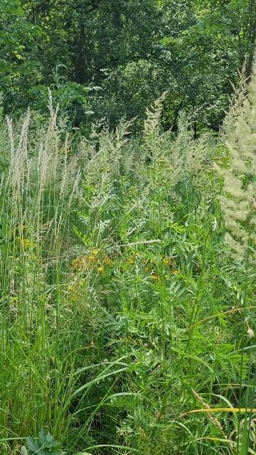 Природа / июнь 2025г / 29 сек