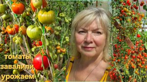 ТОМАТЫ ЗАВАЛИЛИ УРОЖАЕМ - СВОЕМУ СПОСОБУ НЕ ИЗМЕНЮ.Обрезала и получила Самые вкусные и сладкие