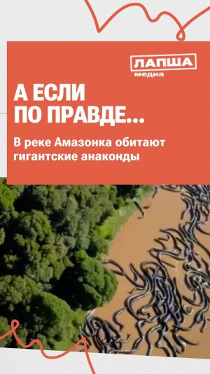 ГИГАНТСКИХ АНАКОНД ЗАМЕТИЛИ В АМАЗОНКЕ? | Разбор теории #фейк